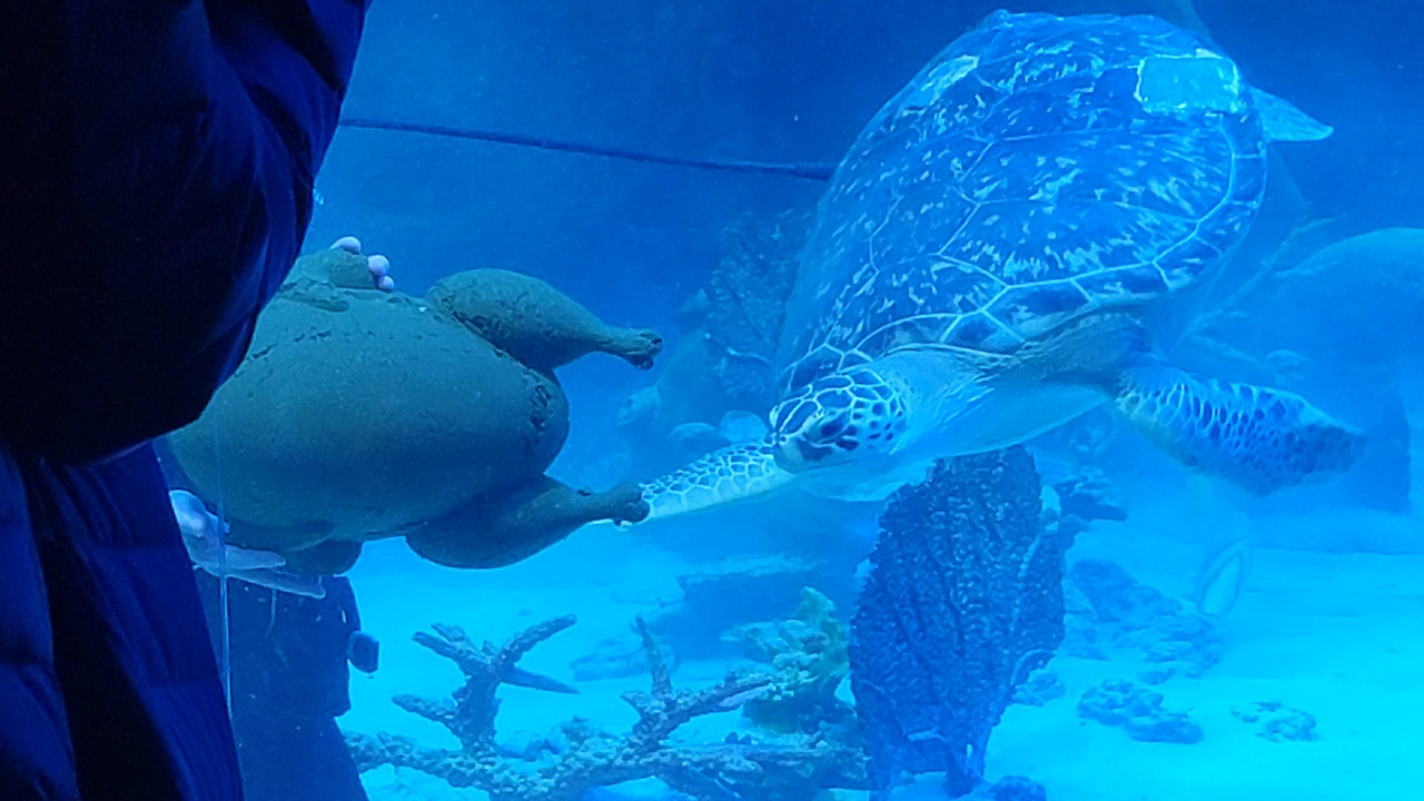 SECS students senior design project benefits sea turtles